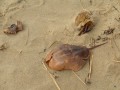 horseshoe crab at First Encouter Beach in Cape Cod